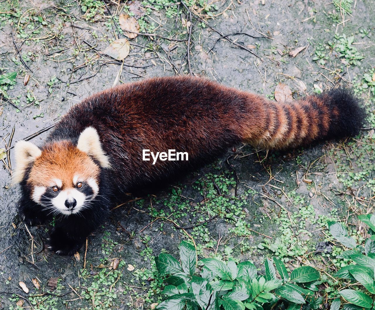 CLOSE-UP OF LIZARD ON LEAF
