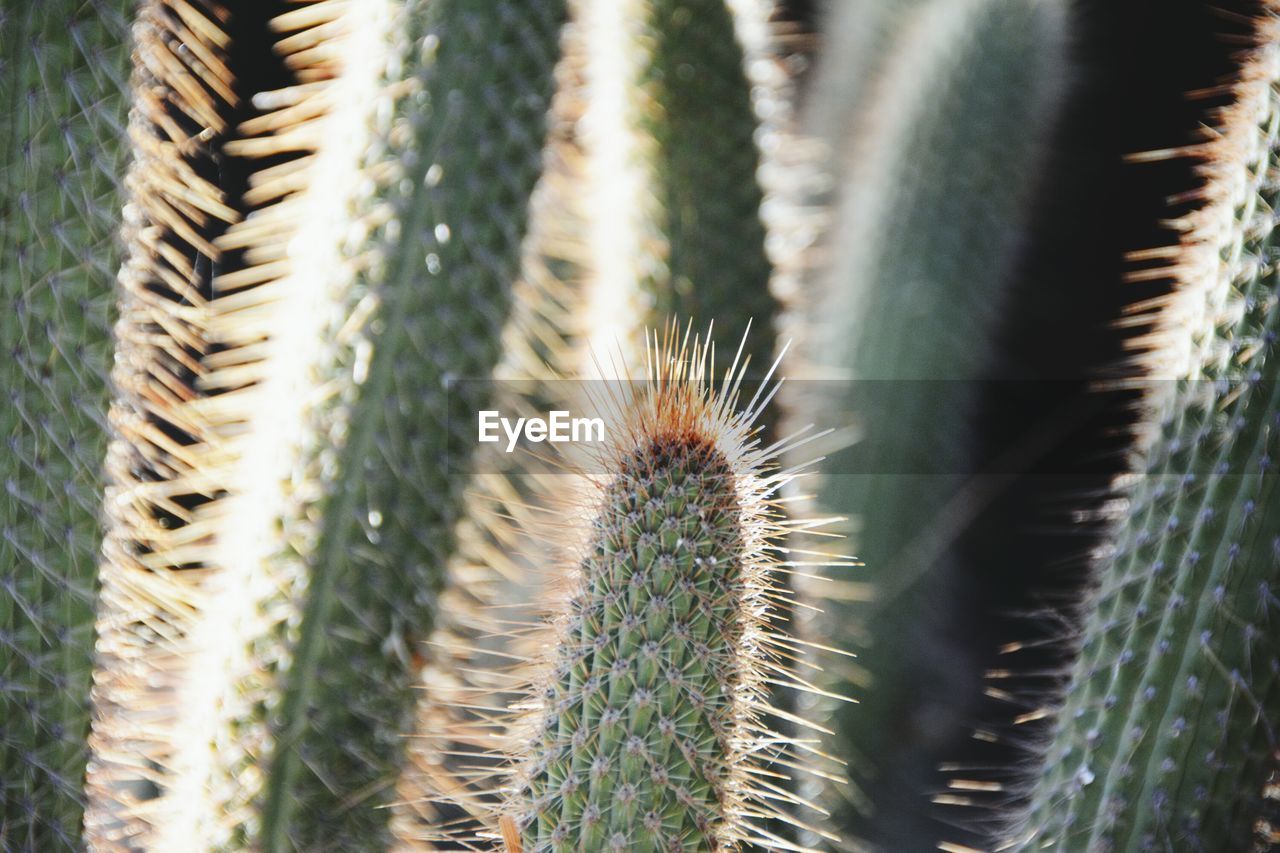 CLOSE-UP OF CACTUS OUTDOORS