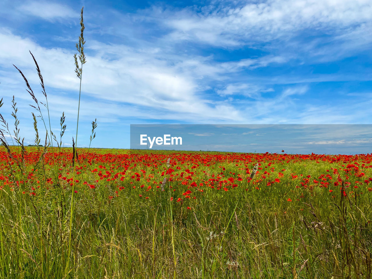 Scenic view of flowering plants on field against sky