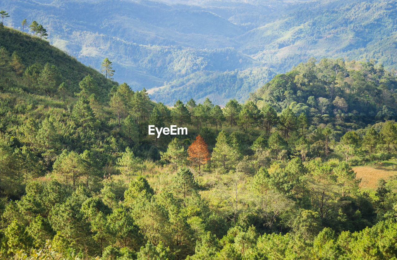 HIGH ANGLE VIEW OF TREES AND PLANTS GROWING ON MOUNTAIN