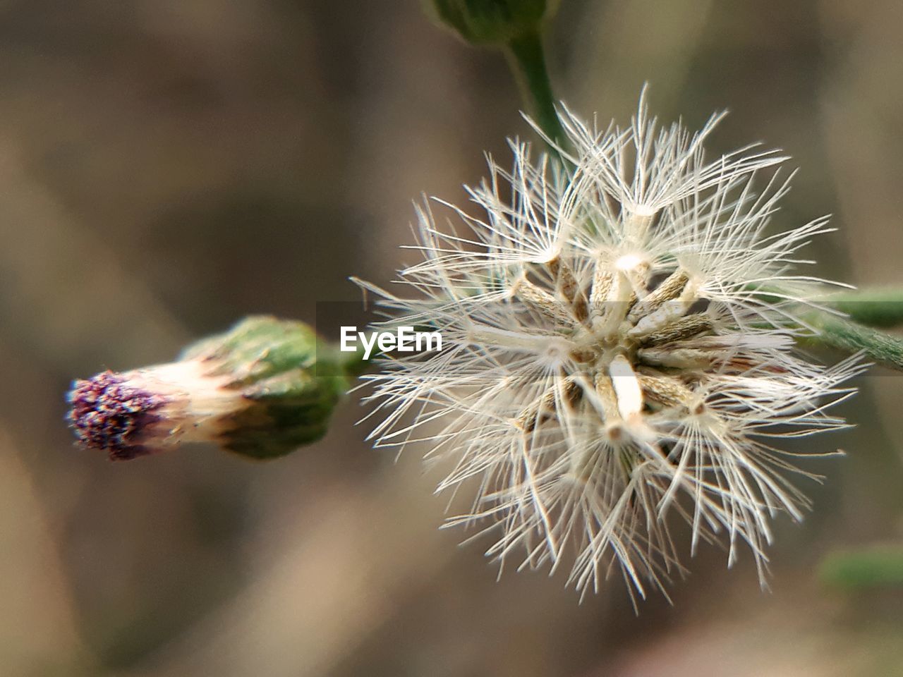 Close-up of wilted dandelion flower