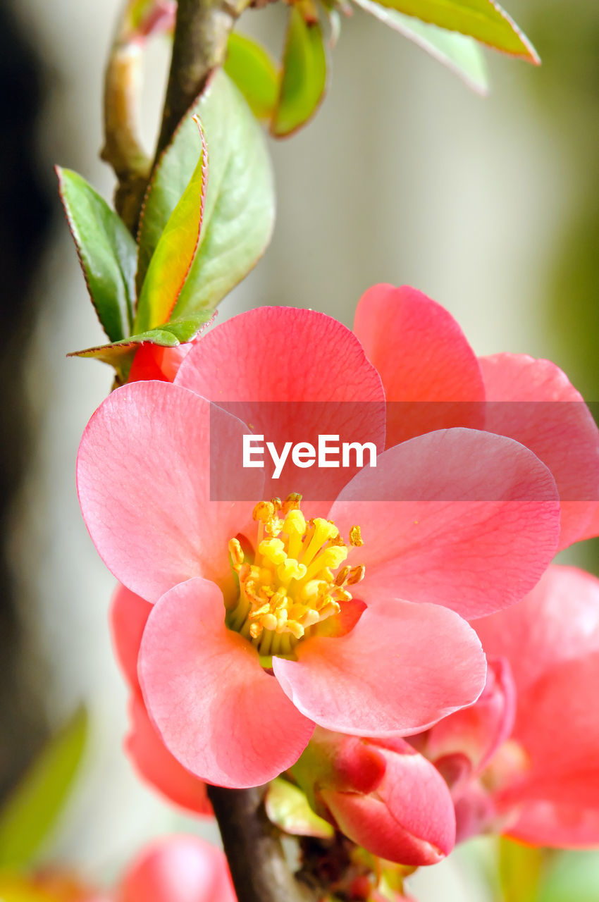 CLOSE-UP OF PINK FLOWER BLOOMING