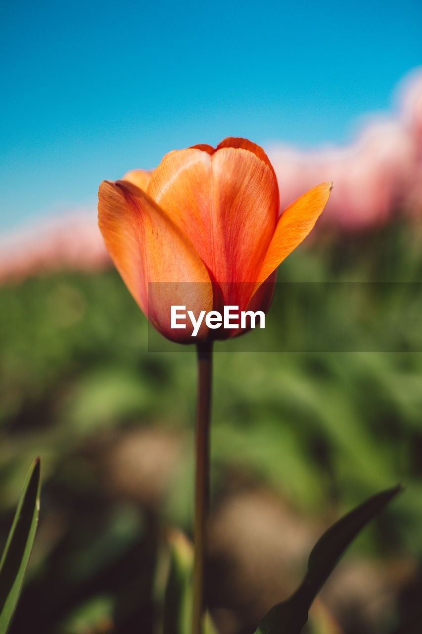 flower, plant, flowering plant, beauty in nature, freshness, nature, petal, close-up, flower head, fragility, inflorescence, growth, yellow, focus on foreground, no people, plant stem, orange color, leaf, outdoors, macro photography, sky, botany, springtime, tulip, day, blue, blossom, plant part