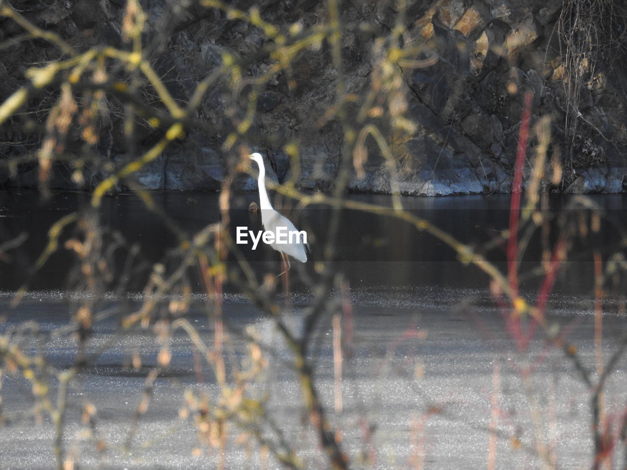 DUCKS PERCHING ON LAKE