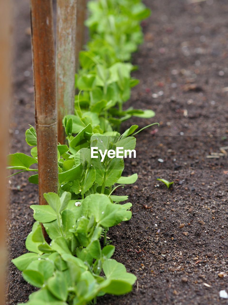 CLOSE-UP VIEW OF PLANT