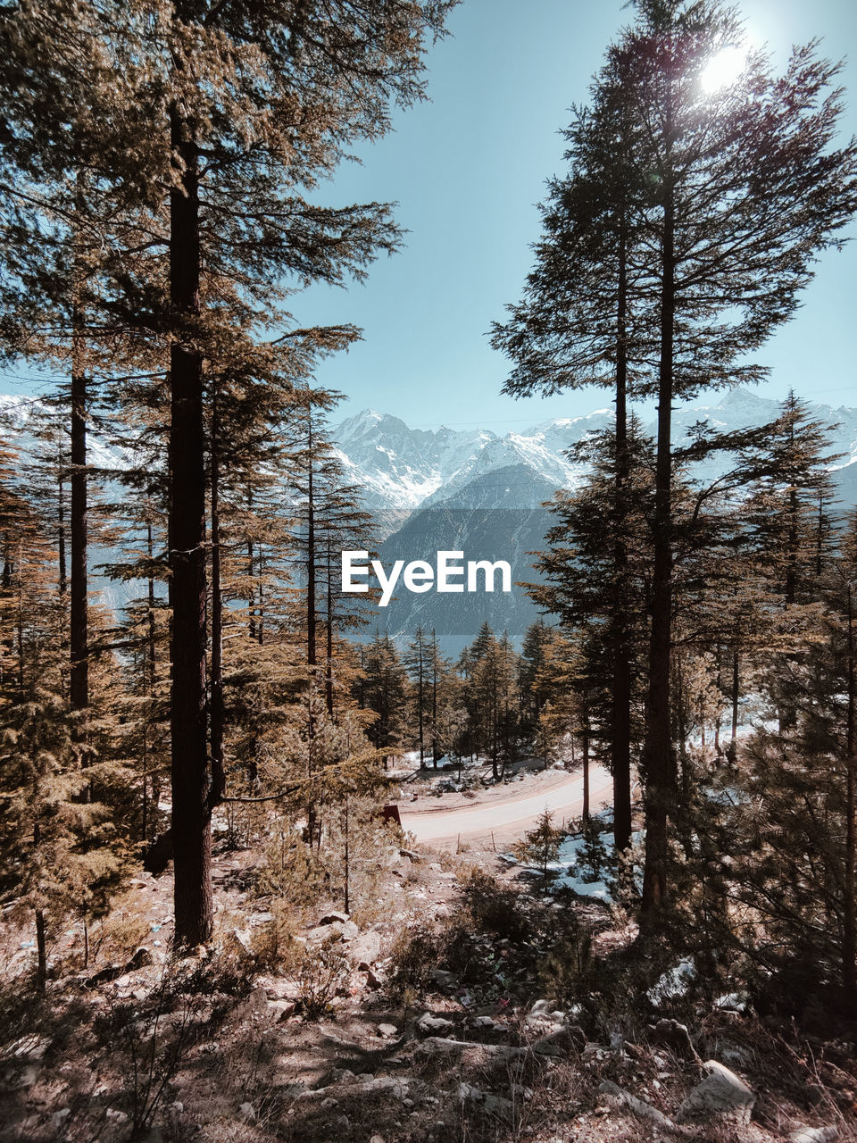 Panoramic view of trees in forest against blue sky