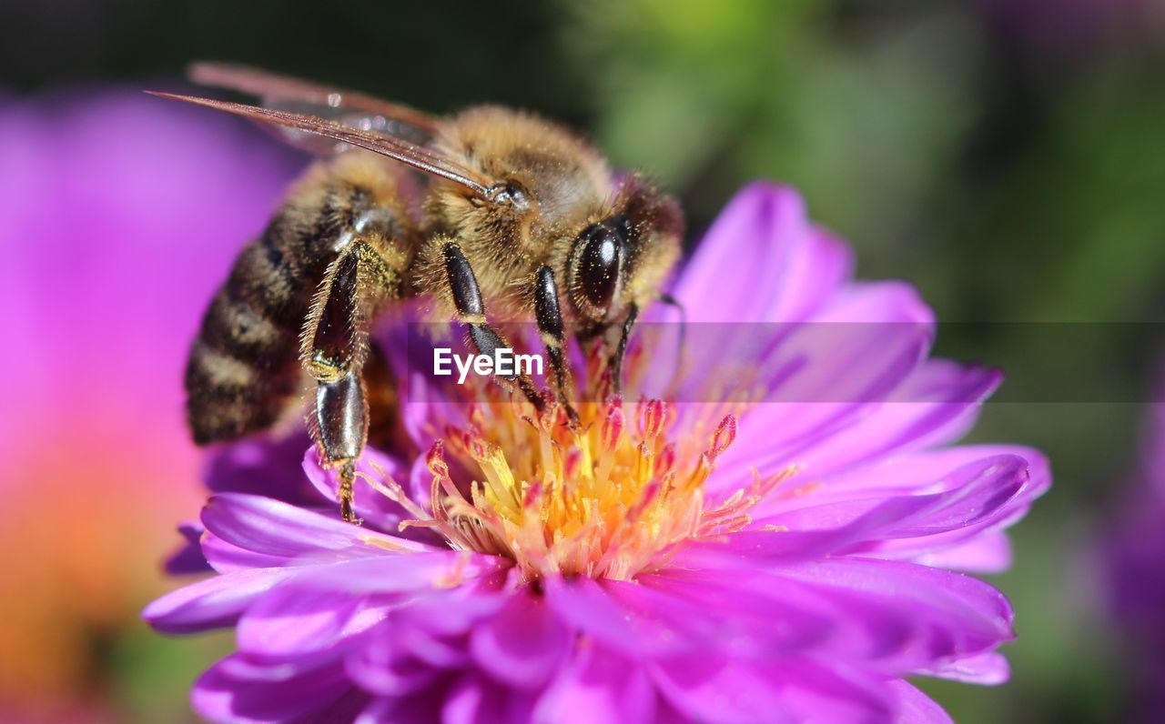 CLOSE-UP OF BEE POLLINATING ON FLOWER