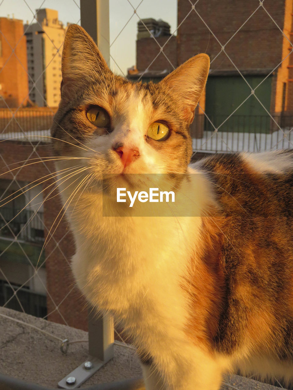 PORTRAIT OF A CAT