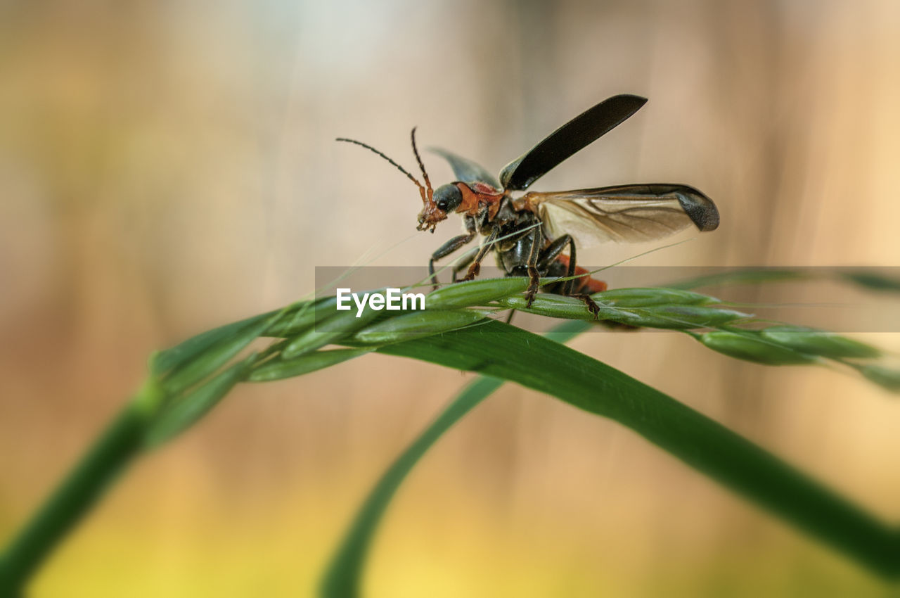 CLOSE-UP OF INSECT ON GRASS