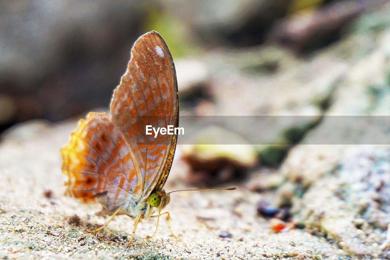 CLOSE-UP OF BUTTERFLY ON ROCK IN GROUND