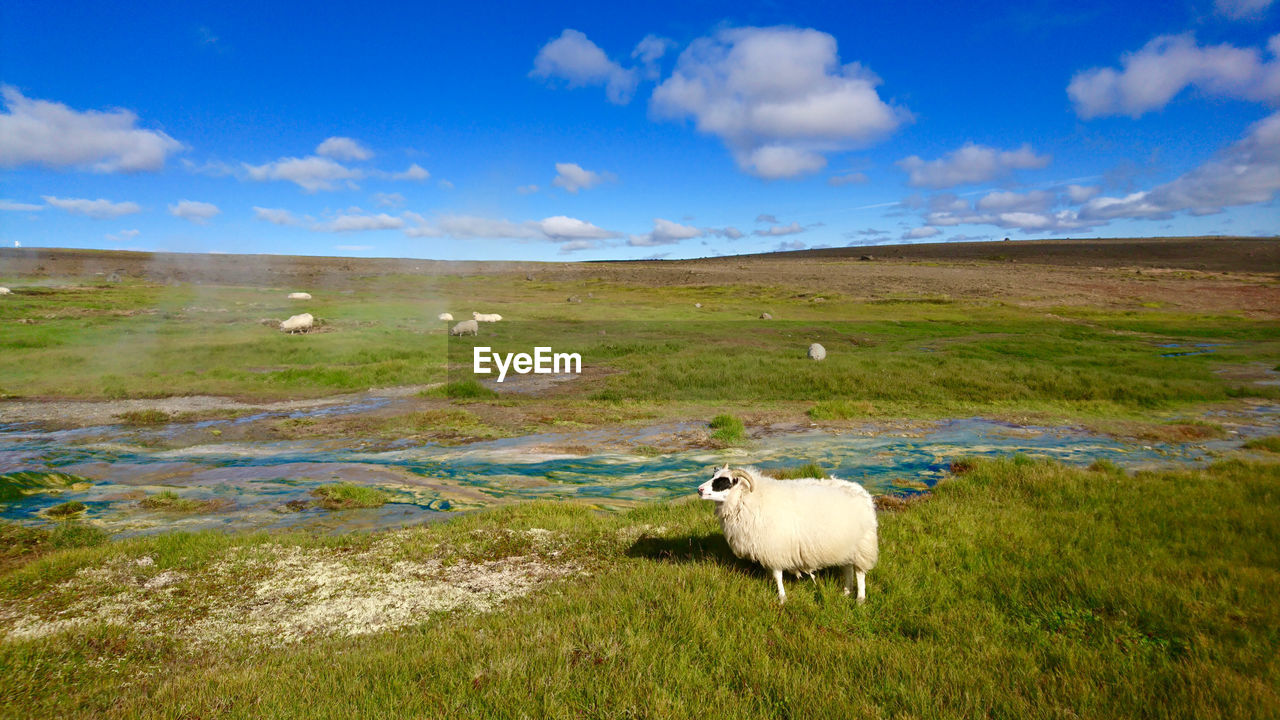 SHEEP GRAZING ON FIELD BY GRASS AGAINST SKY