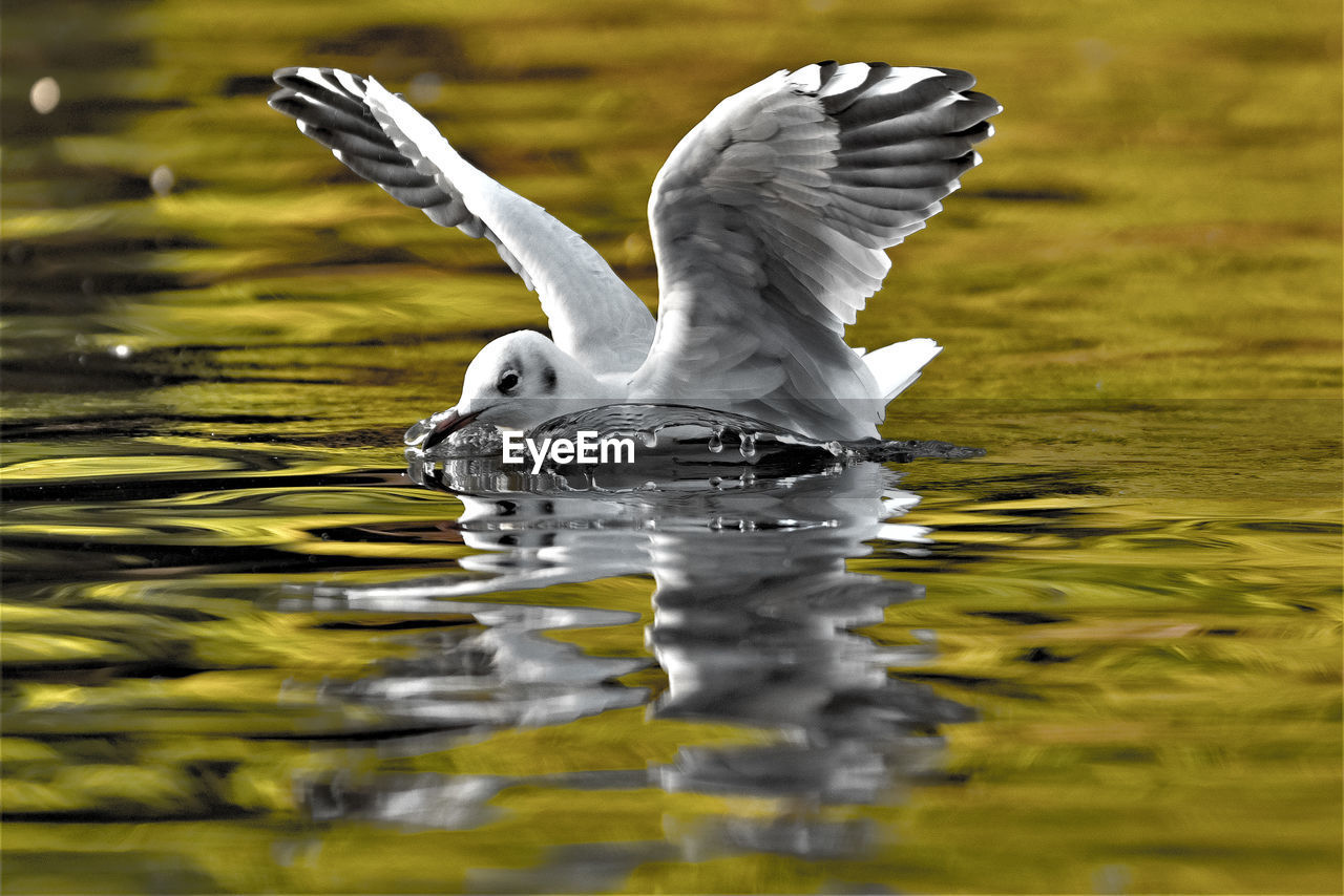 SEAGULL FLYING ABOVE LAKE