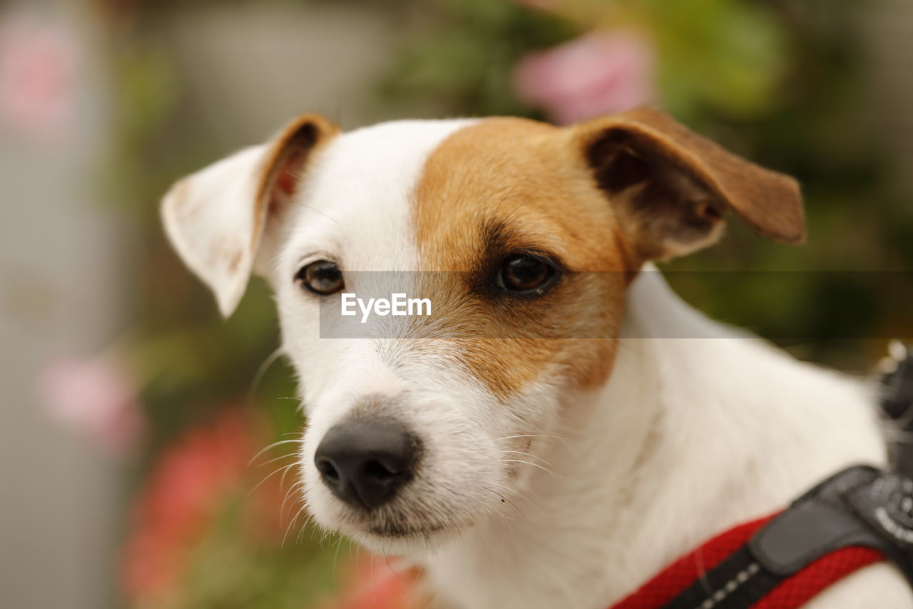 Close-up portrait of a dog