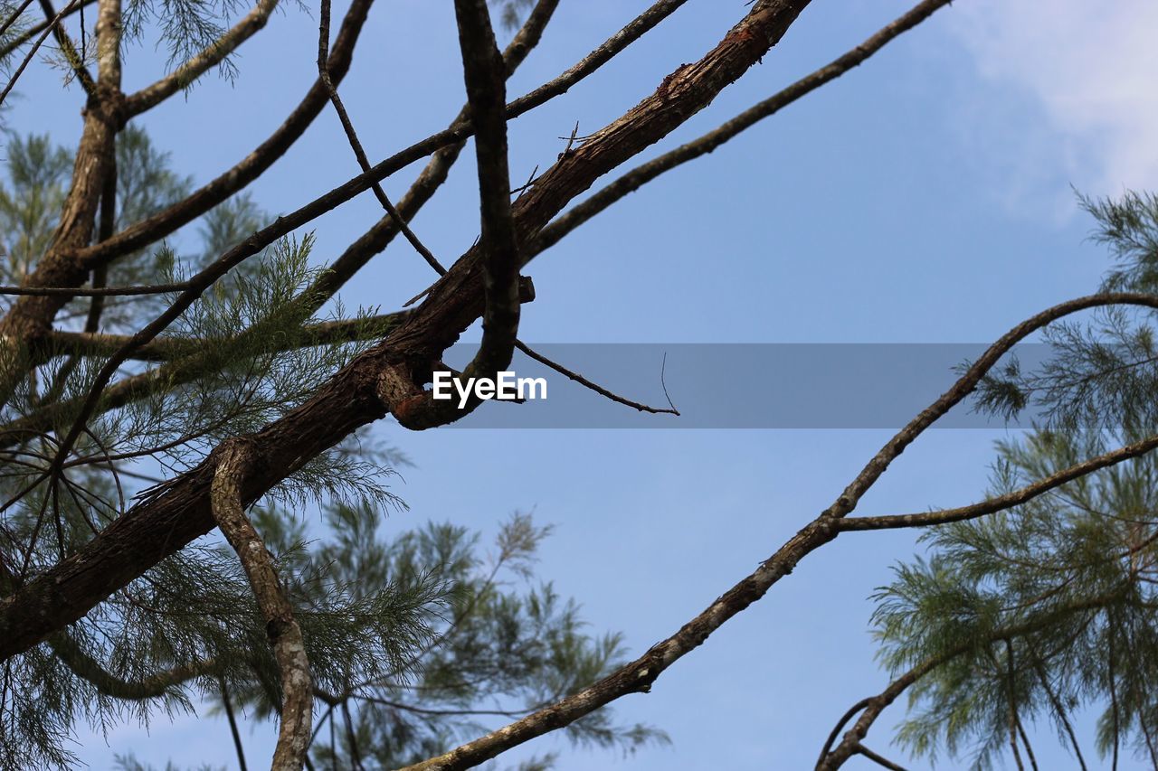 LOW ANGLE VIEW OF TREE BRANCH AGAINST SKY