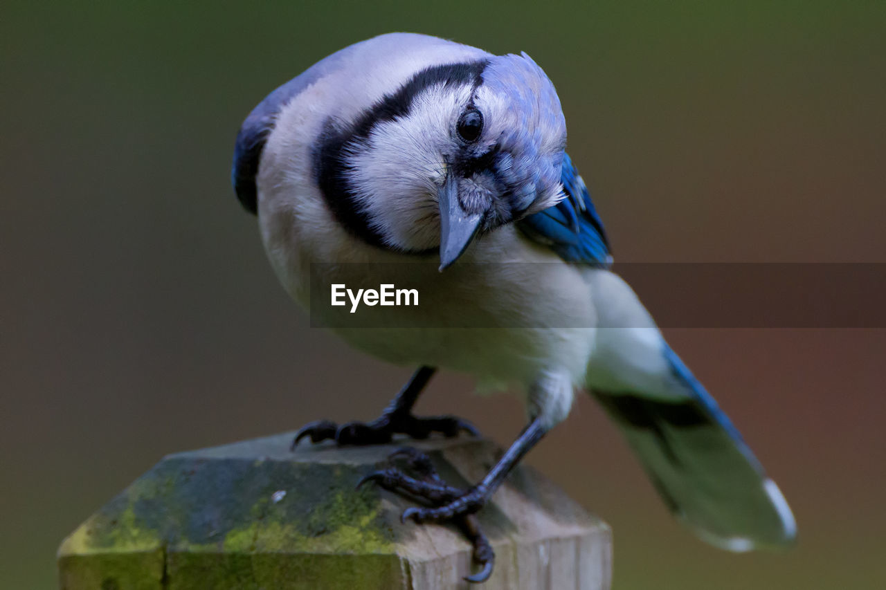 Close-up of curious bird looking at camera