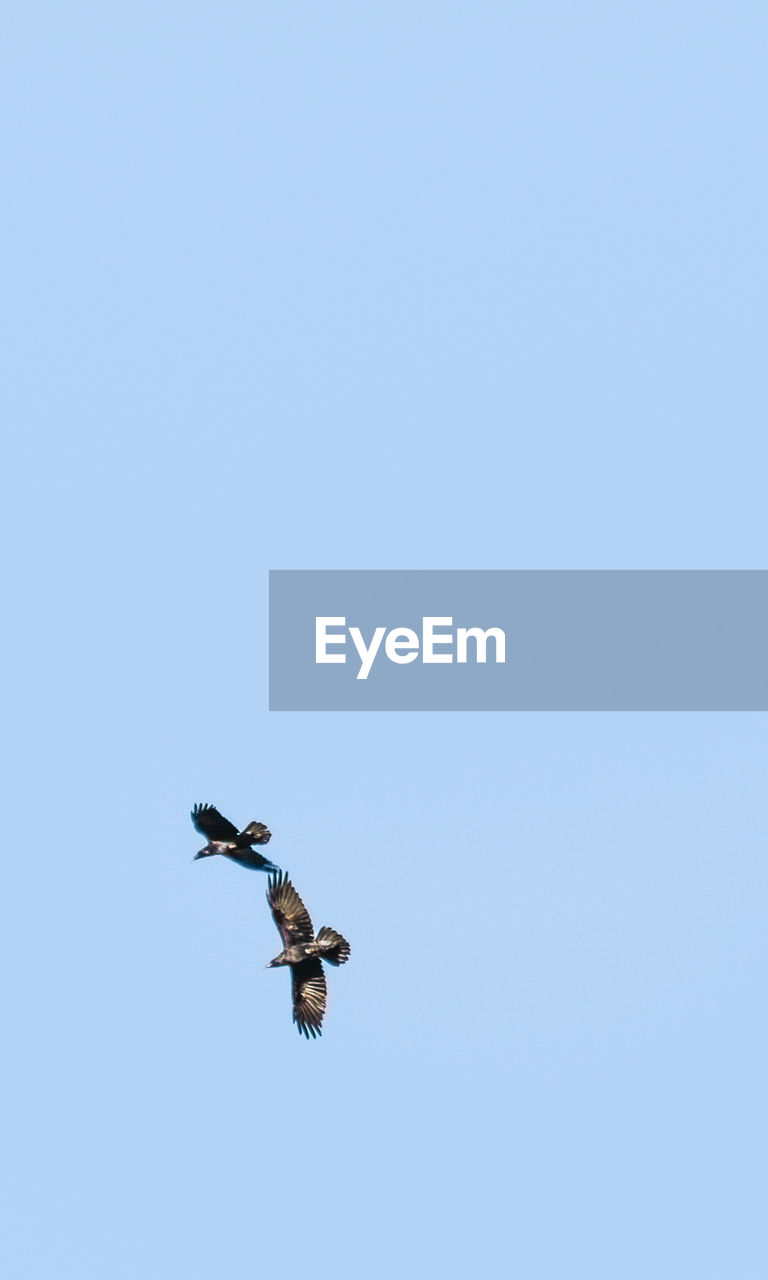 LOW ANGLE VIEW OF BIRD FLYING