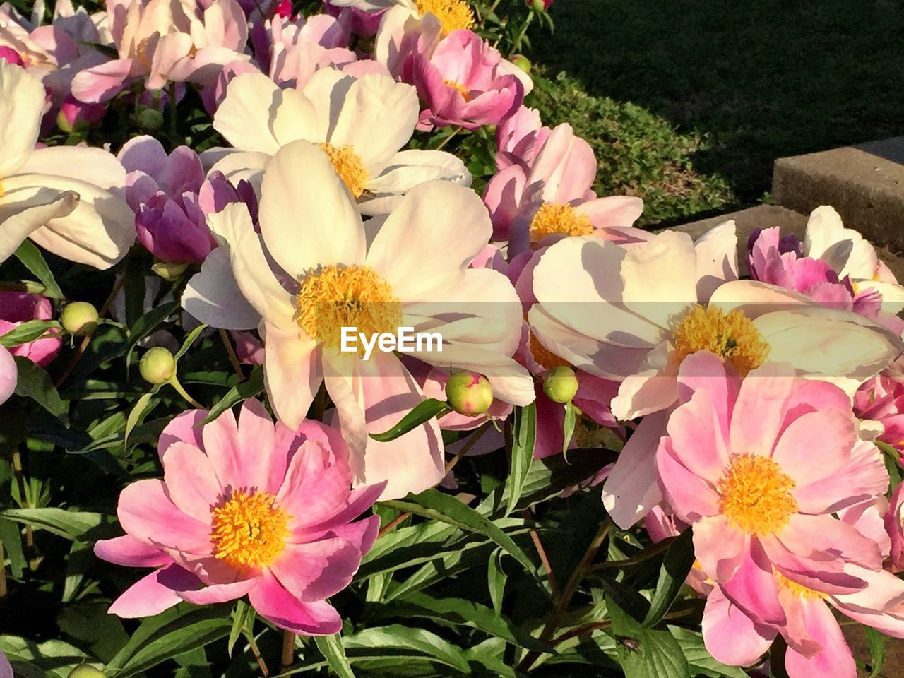 Close-up of flowers blooming in garden