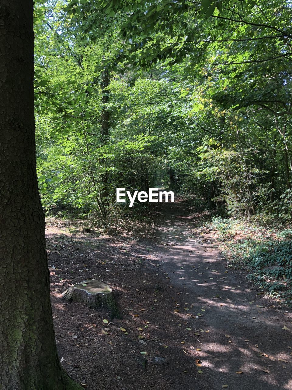 VIEW OF TREES IN FOREST