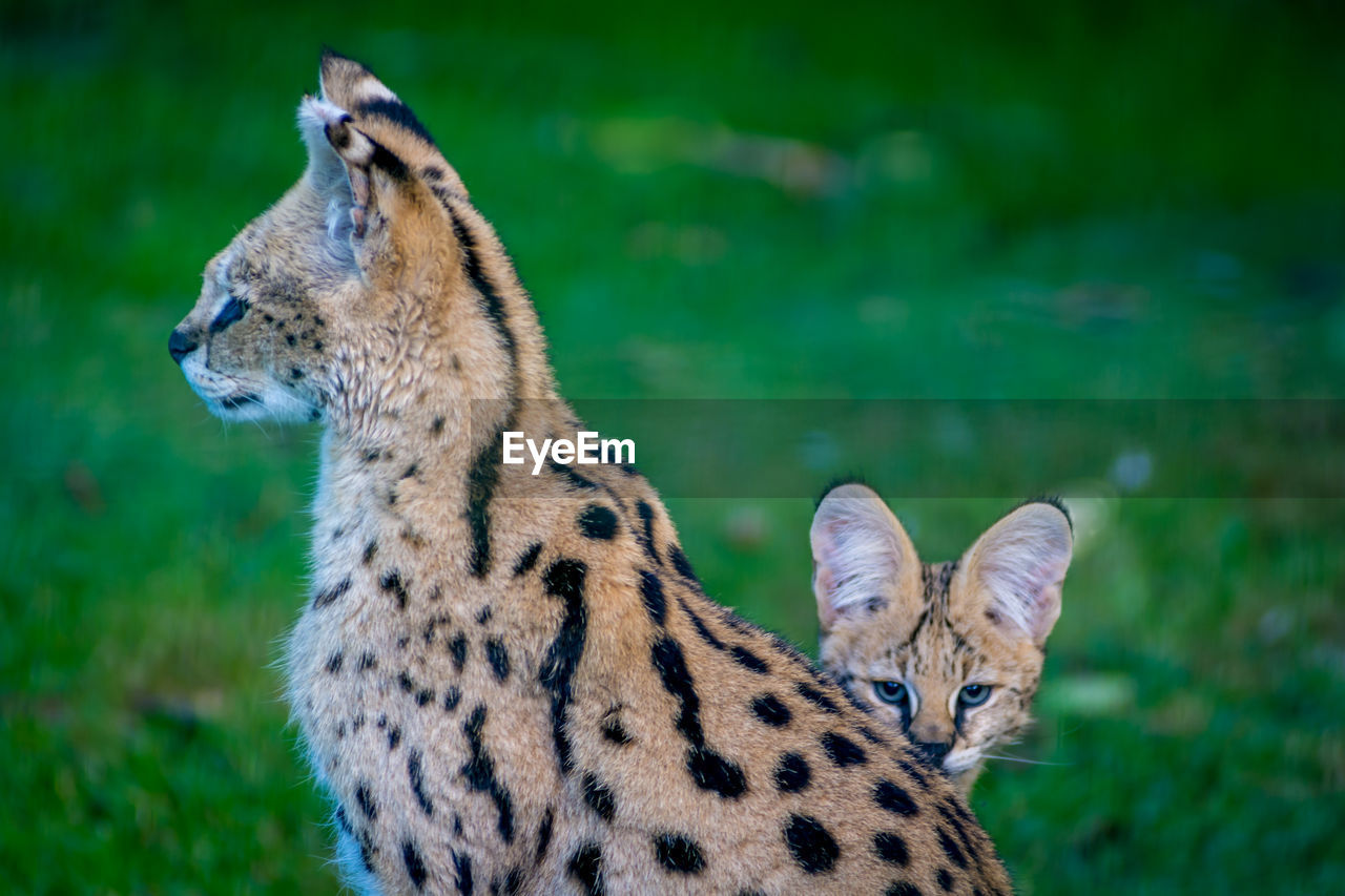 Servals on field