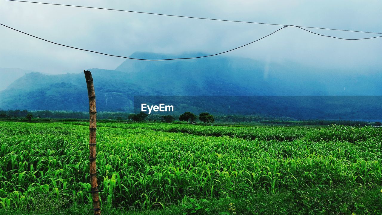 SCENIC VIEW OF FARM FIELD AGAINST SKY