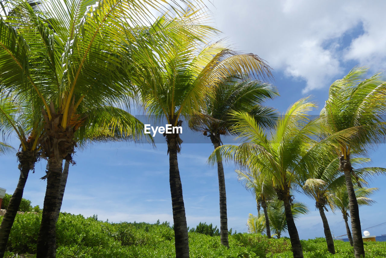 Low angle view of trees against sky