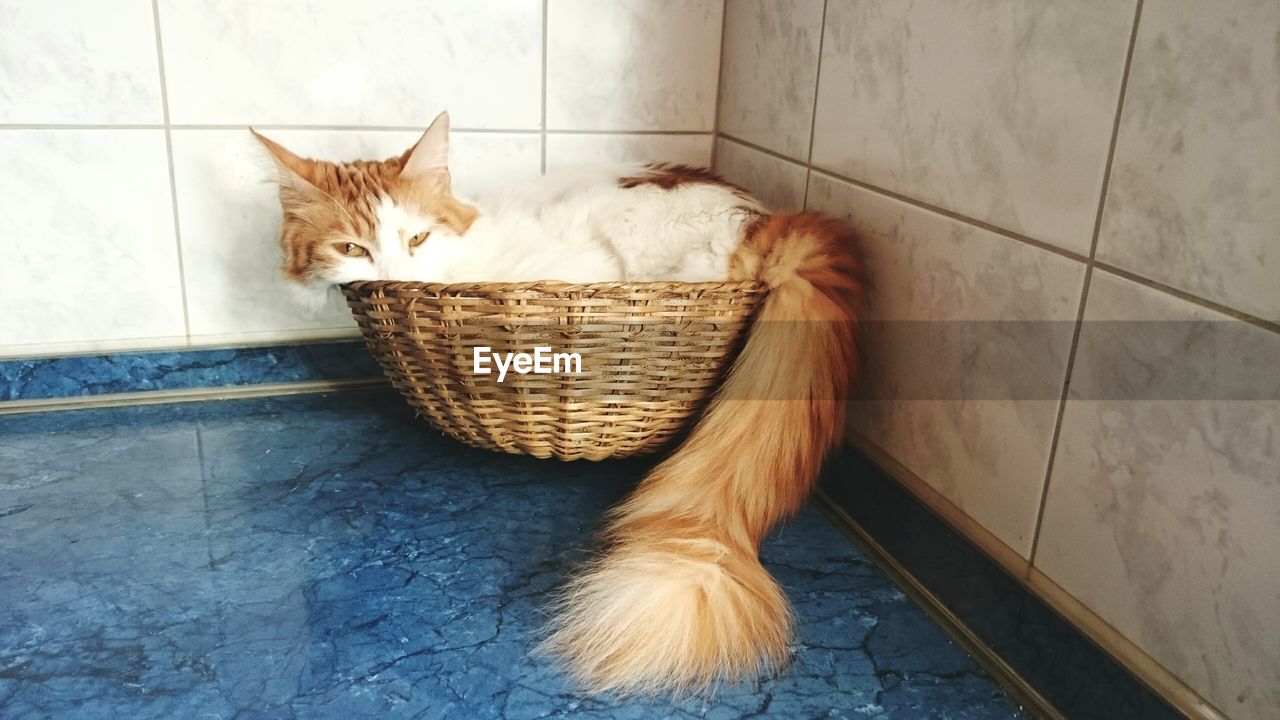 Cat resting on wicker basket at home