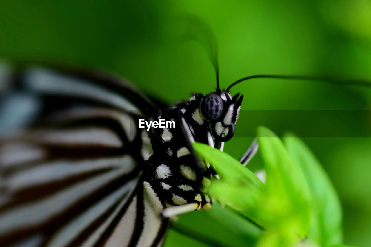 Close-up of butterfly pollinating flower