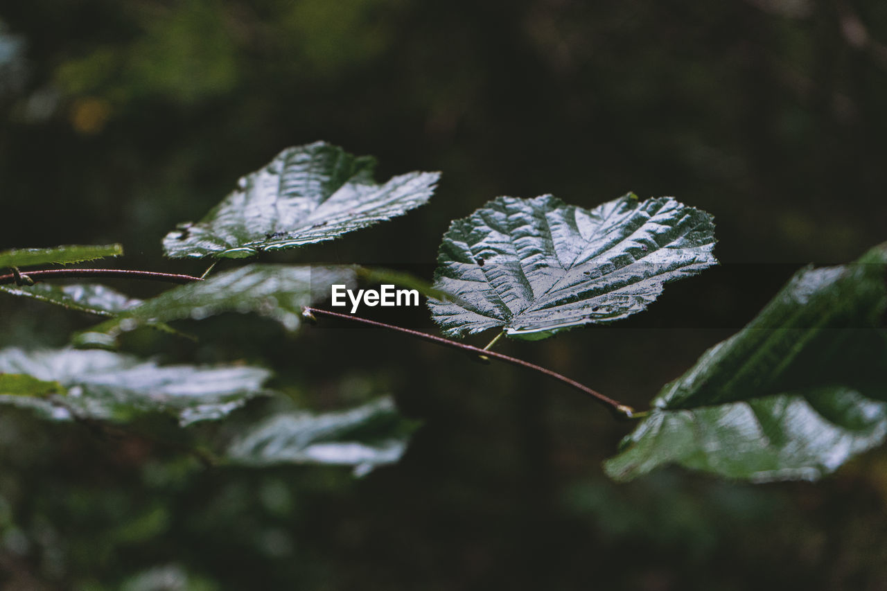 Close-up of plant leaves during winter