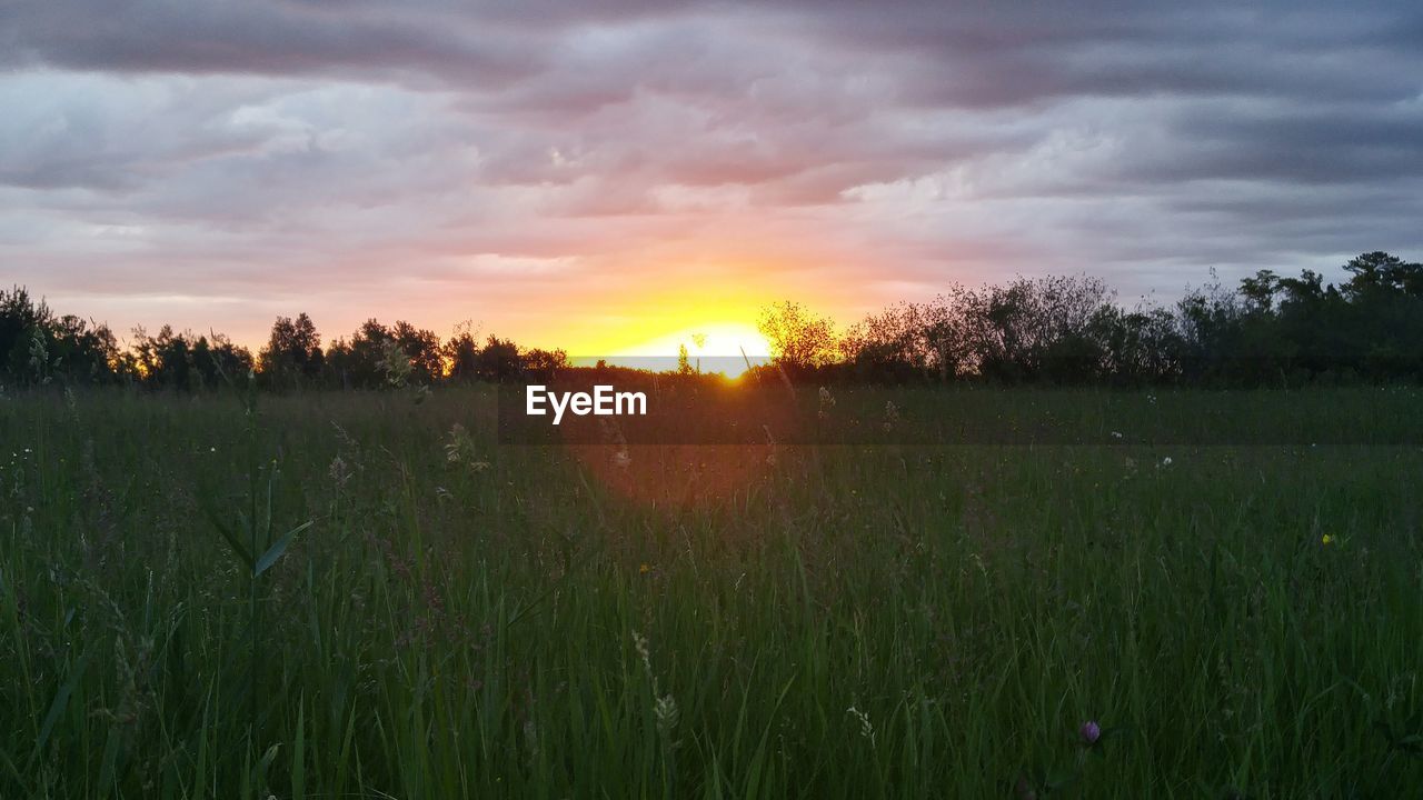 SCENIC VIEW OF GRASSY FIELD AT SUNSET