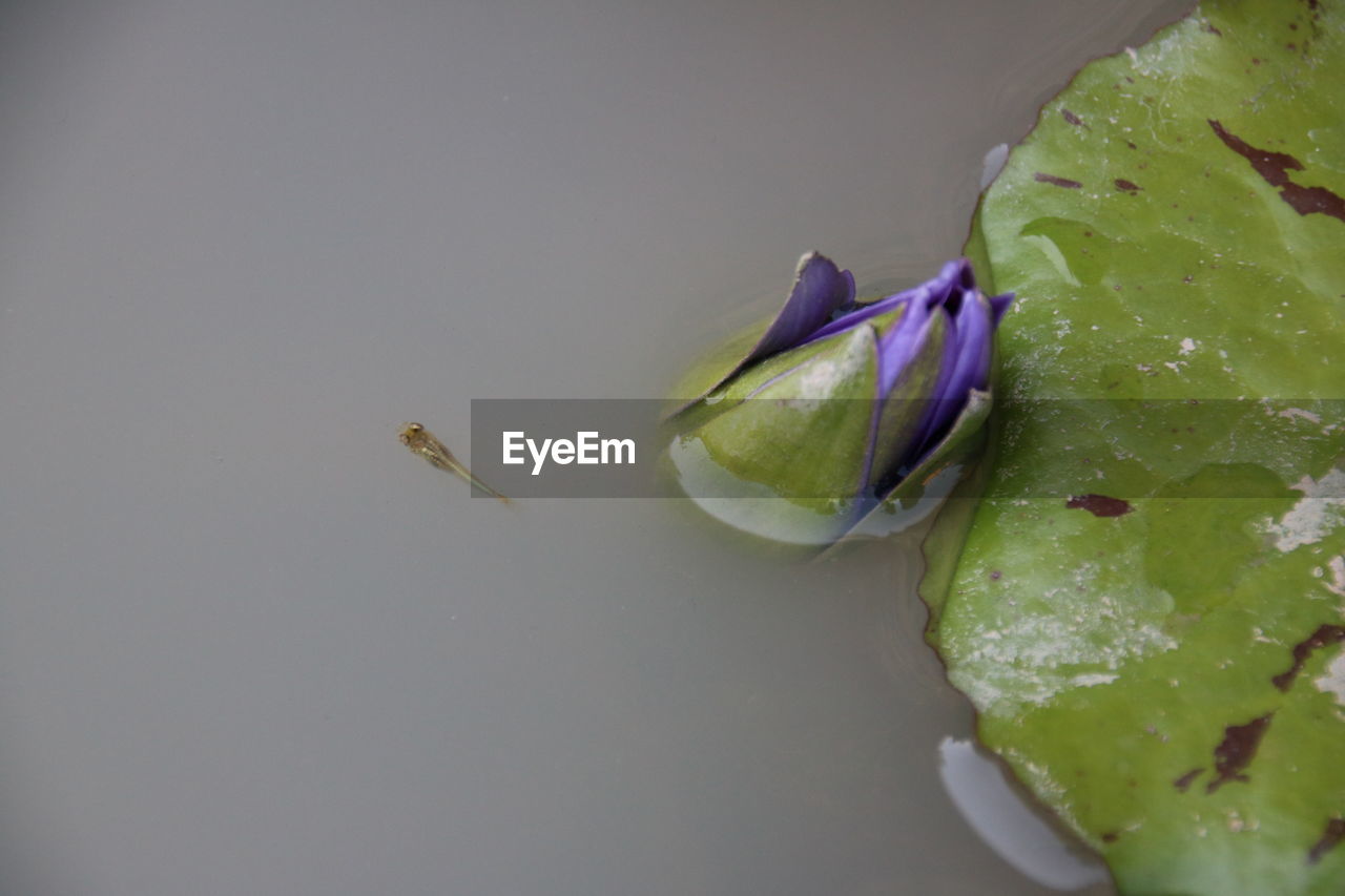 HIGH ANGLE VIEW OF PURPLE FRUITS ON LEAF