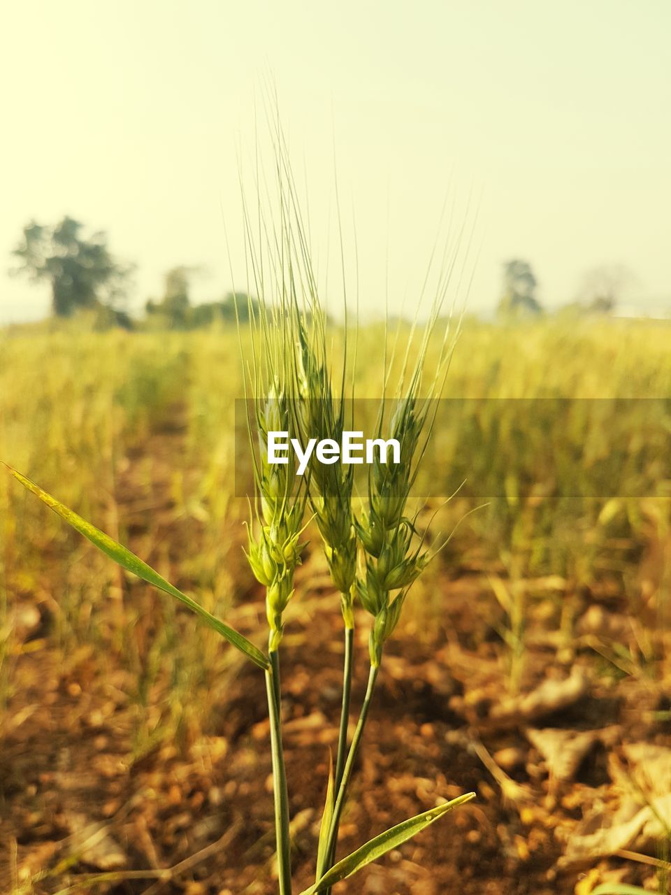 CLOSE-UP OF WHEAT FIELD AGAINST SKY