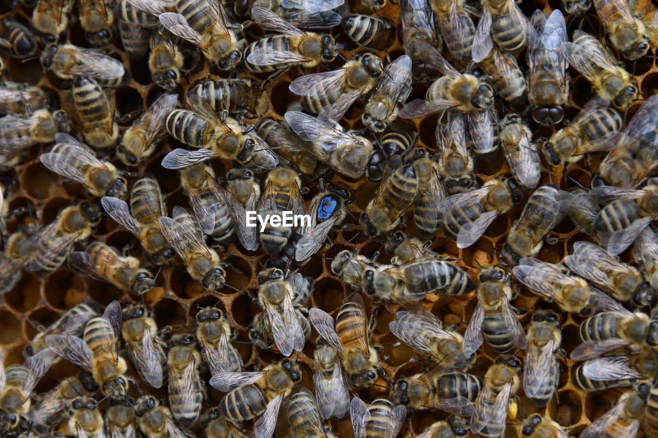 HIGH ANGLE VIEW OF BEE ON FLOOR