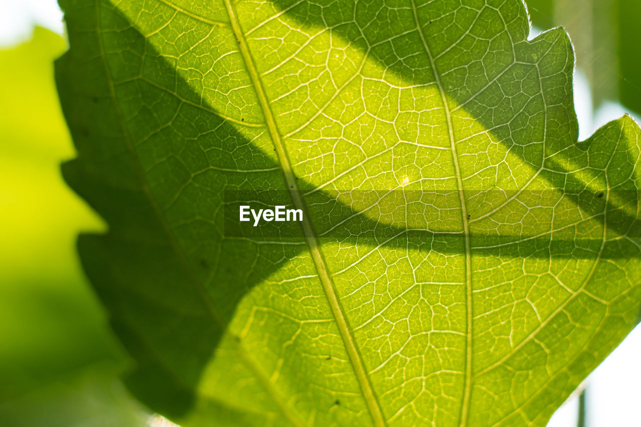 Close-up of green leaves