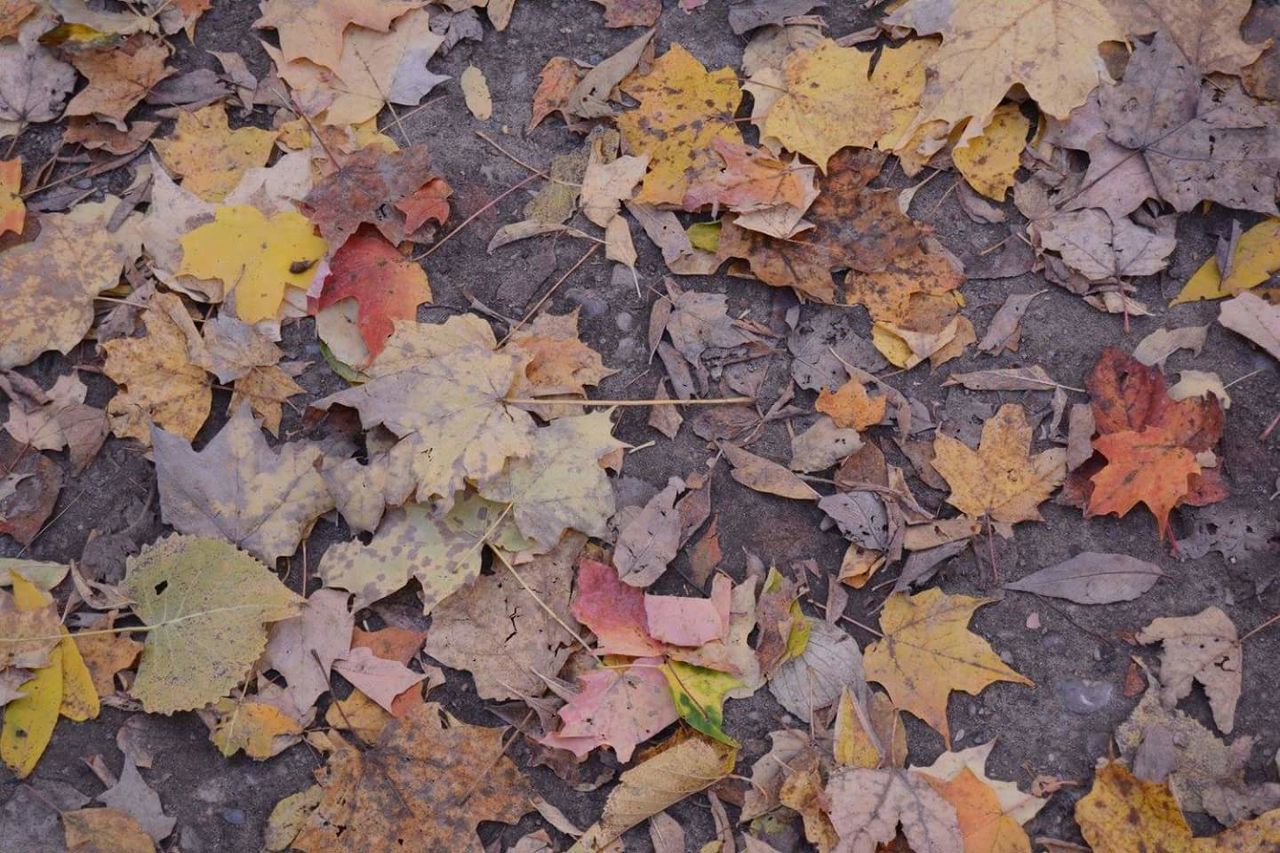 CLOSE-UP OF MAPLE LEAF