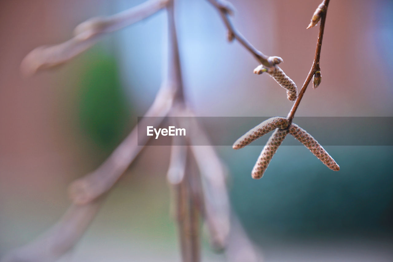 Beautiful Buds Growth Plant Tree Beauty In Nature Beauty In Nature Blooming Blossoms  Bud Change Close-up Day Flower Garden Nature No People Outdoors Roses Season  Selective Focus Spring Springtime Springtime Blossoms