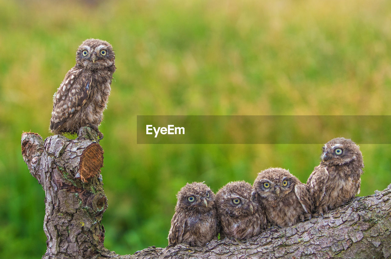 Portrait of owls perching on tree