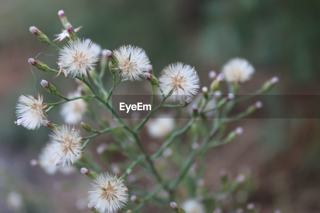 Close-up of white flowering plant