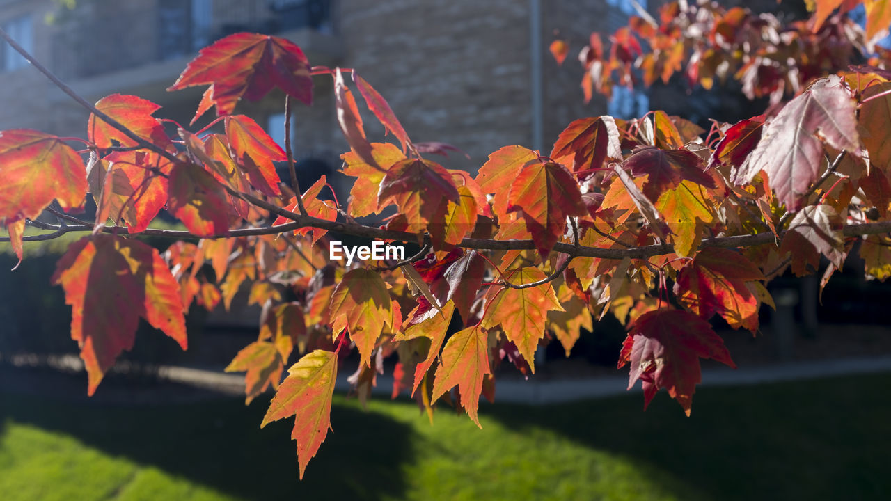 CLOSE-UP OF AUTUMNAL LEAVES ON TREE