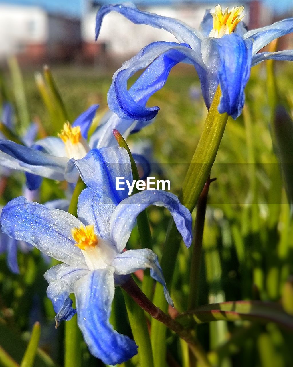 Close-up of purple iris blooming outdoors