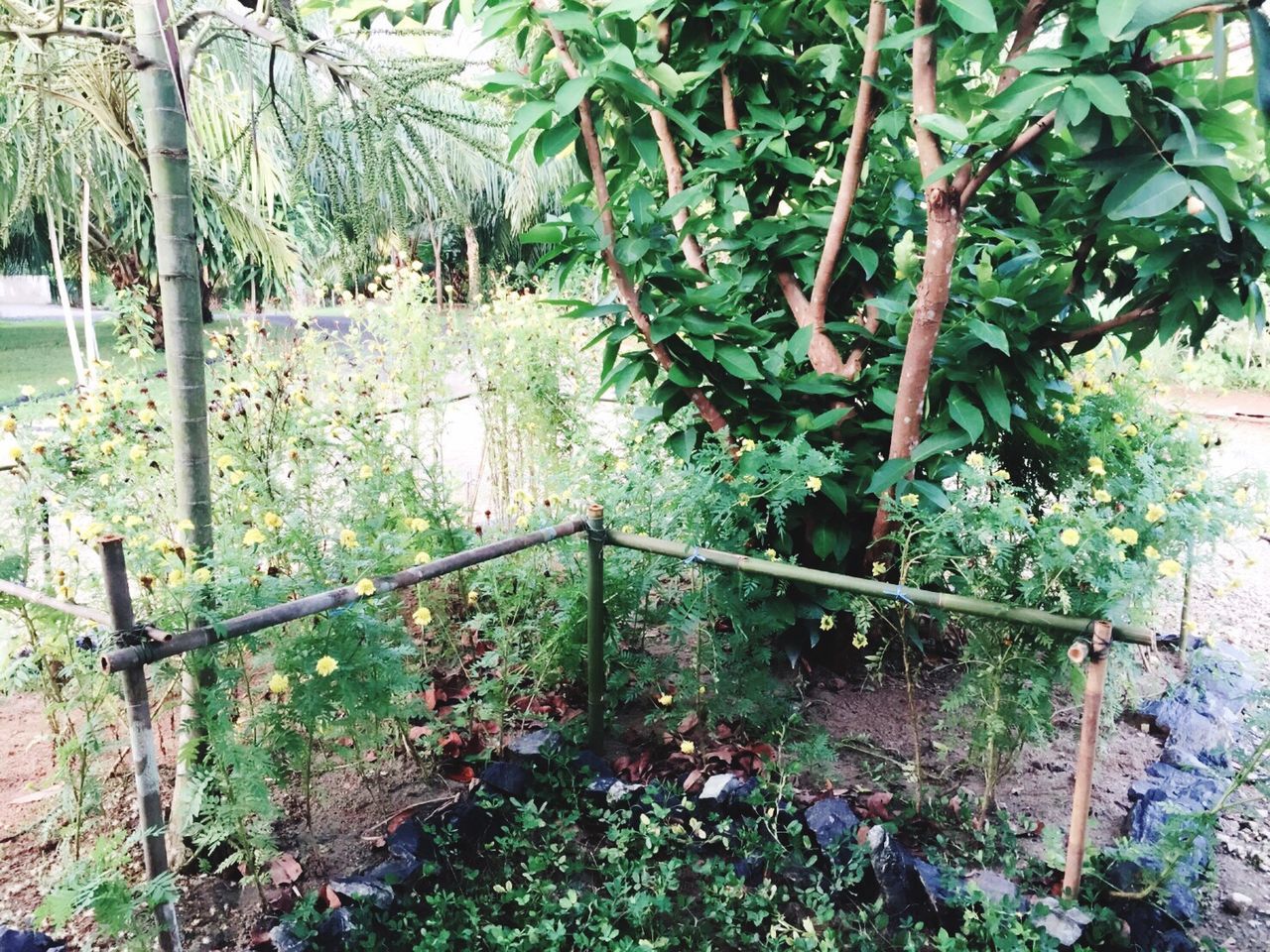 TREES AND PLANTS IN PARK