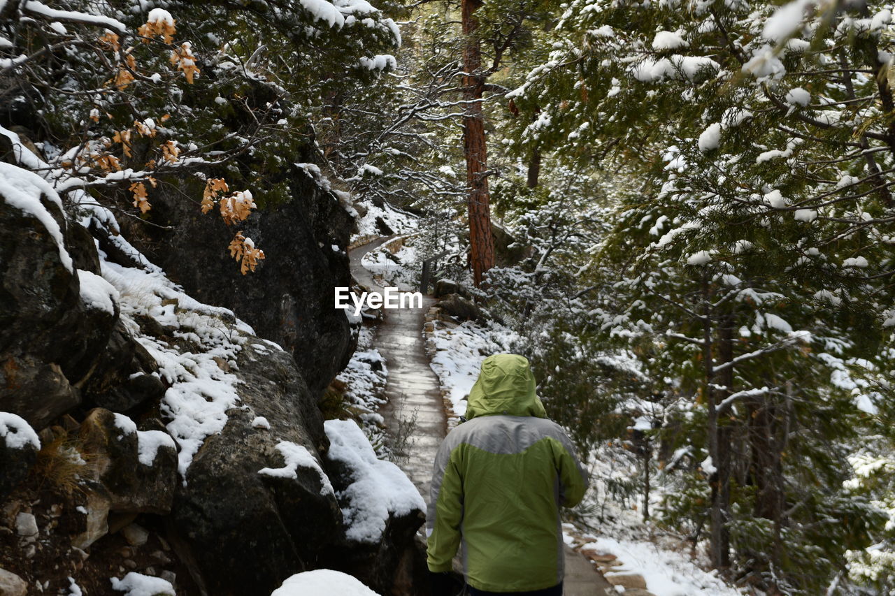 Snow covered forest walk