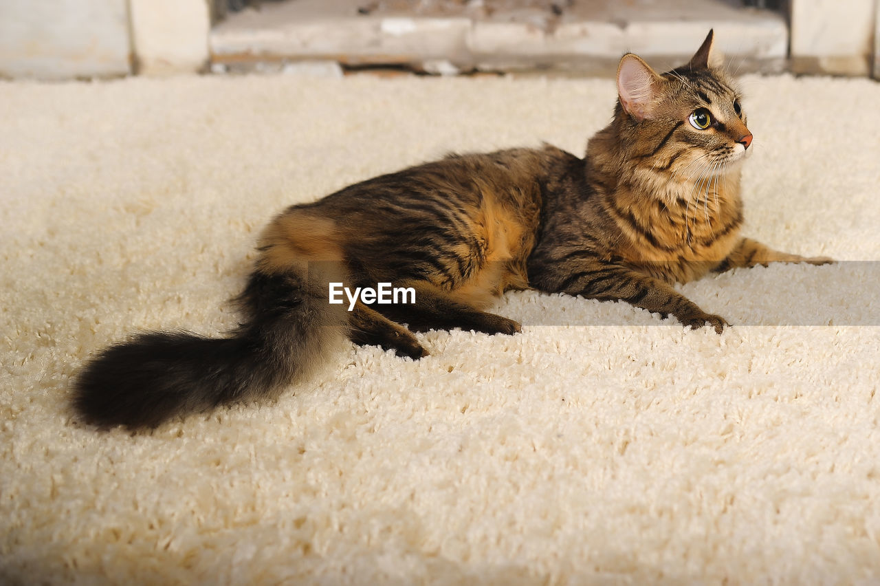 CAT RELAXING ON RUG