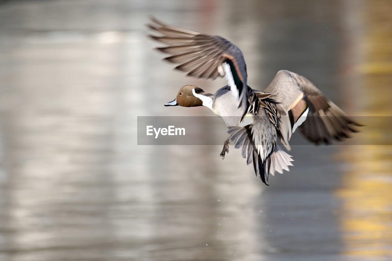 Mallard duck flying over lake