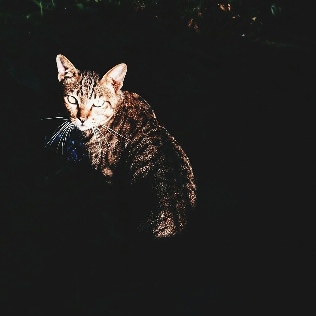 CAT LOOKING UP AT HOME