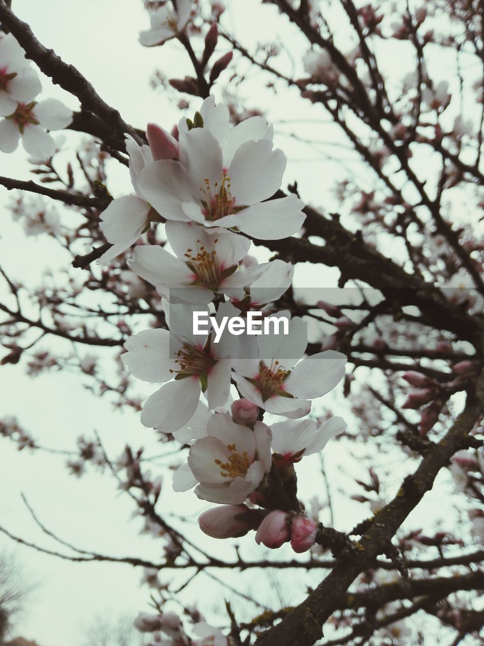 LOW ANGLE VIEW OF CHERRY BLOSSOMS