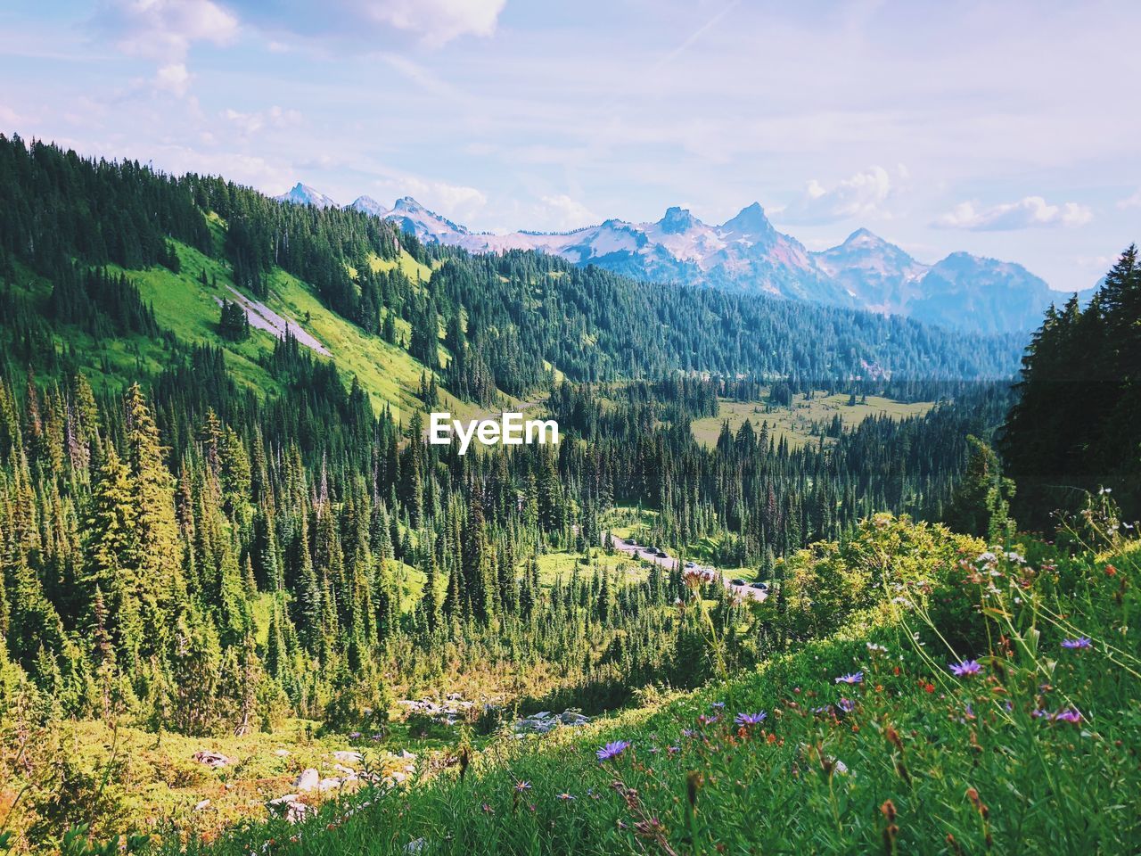 Scenic view of pine trees against sky