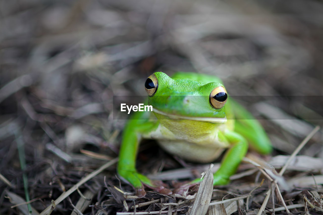 Close-up portrait of green frog on field