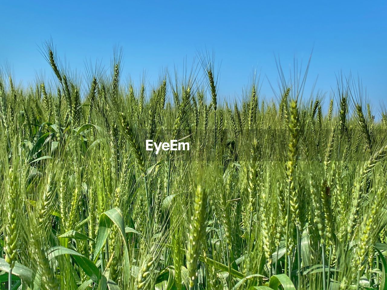 PANORAMIC SHOT OF STALKS IN FIELD AGAINST CLEAR SKY