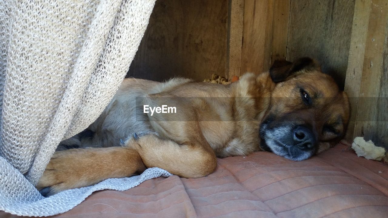 Close-up of dog lying on floor