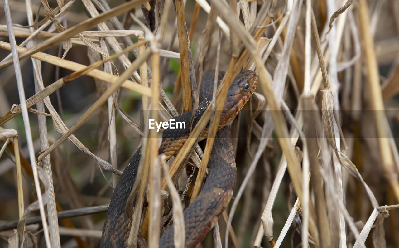 Broad-banded water snake hidden in brush